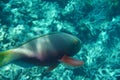 Heavybeak parrotfish Scarus gibbus Royalty Free Stock Photo